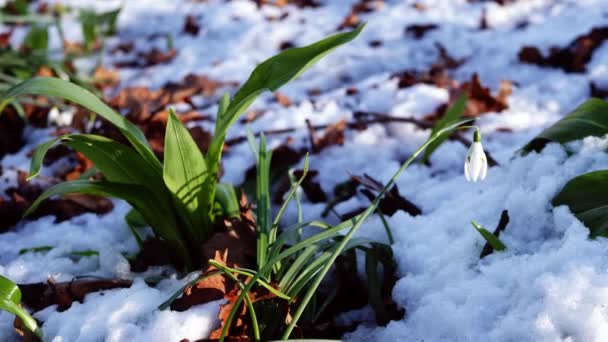 Flores Gota Nieve Galanthus Nivalis Crecen Invierno Nevada Mediano Paneo — Vídeo de stock