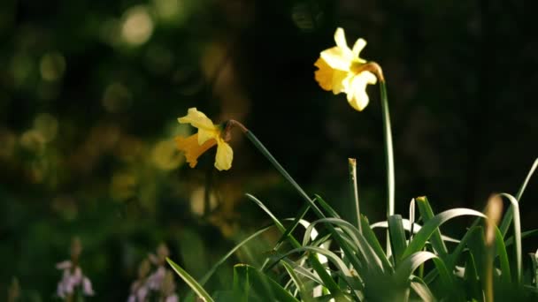 Daffodil Νάρκισσος Λουλούδι Αυξάνεται Δασικό Πάρκο Την Άνοιξη Μέσο Ζουμ — Αρχείο Βίντεο
