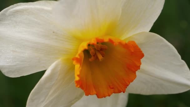 Påsklilja Narcissus Blomma Växer Skogspark Våren Makro Skott Selektivt Fokus — Stockvideo