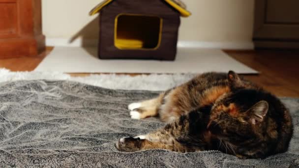 Aconchegante Gato Calico Relaxante Tapete Médio Sobrecarga Tiro Câmera Lenta — Vídeo de Stock