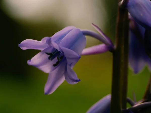 Ngiliz Ilkbahar Makrosundaki Bluebell Çiçek Yaprakları Seçici Odağı Kapatır — Stok fotoğraf