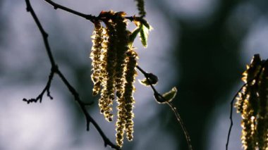 Catkins bahar güneşinde bir ağaca asılır. Yavaş çekim 4k seçici odaklanma ile kapanır.