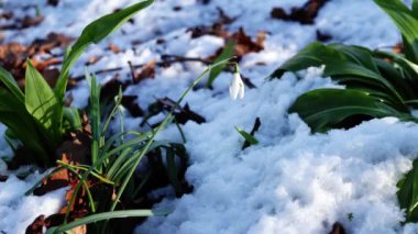 Kar damlası çiçekleri Galanthus nivalis kışın büyür. Orta boy 4k seçici odak noktası.