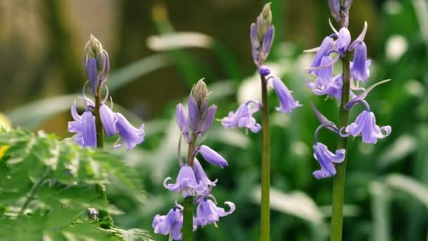 Bluebell Blume Knospen Englischen Frühling Wald Nahaufnahme Schwenk Schuss Selektiven — Stockvideo