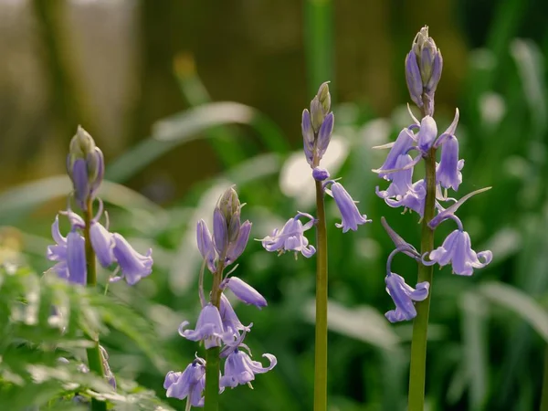 Bluebell Blume Knospen Englischen Frühling Nahaufnahme Selektiver Fokus — Stockfoto