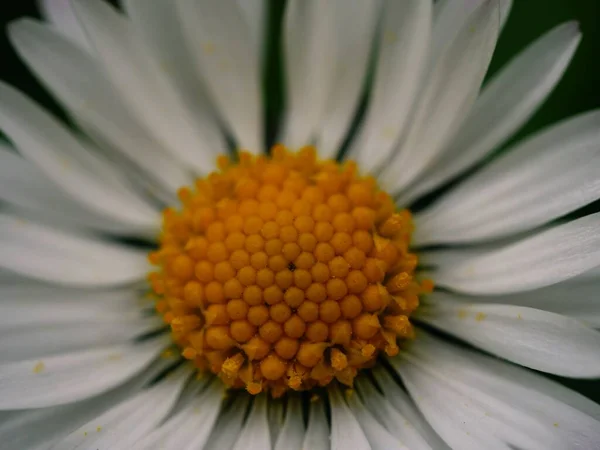 デイジー花の雄しべの種子マクロクローズアップショット選択的フォーカス — ストック写真