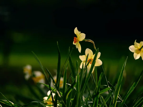 春の森林公園で成長するダフォジル ナルキッソスの花ワイドショット選択的フォーカス — ストック写真