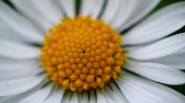 Papatya çiçeği tohumu makro yakın çekim yavaş çekim seçici odak