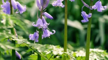 İngiliz ilkbahar ormanlarında BlueBell çiçeği tomurcuklanıyor. 4k 'lık eğik atış seçici odak noktasını kapatın.