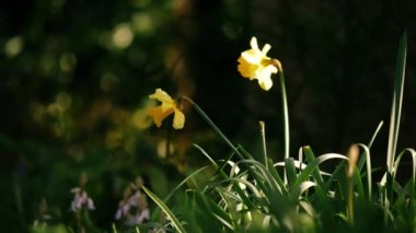 İlkbaharda Woodland Park 'ta yetişen nergis Narcissus çiçeği. 4k yavaş çekim seçici odak noktası.