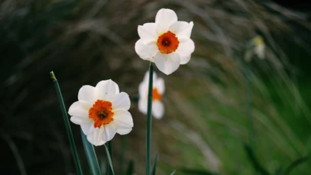 Квіти Daffodil Narcissus Ростуть Лісовому Парку Навесні Середній Повільний Рух — стокове відео