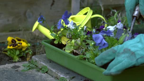 Jardineiro Com Plantas Cama Flores Pansy Médio Movimento Lento Foco — Vídeo de Stock