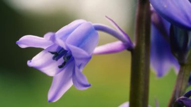 İngiliz ilkbahar makrosundaki BlueBell çiçek yaprakları yavaş çekim seçici odağı kapatır