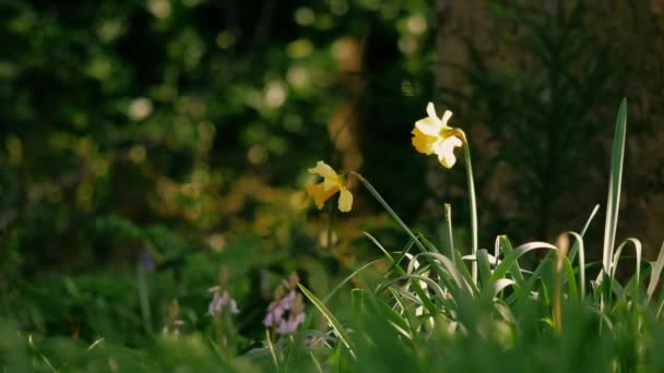 Flor Narciso Narciso Creciendo Parque Forestal Primavera Zoom Amplio Enfoque — Vídeos de Stock