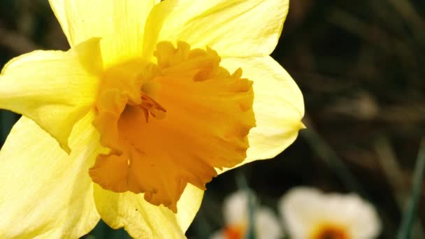 Gul Påsklilja Narcissus Blomma Växer Skogspark Våren Makro Skott Selektivt — Stockvideo