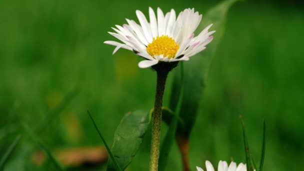 Daisy Kwiat Pełnym Rozkwicie Zbliżenie Makro Strzał Powolny Ruch Selektywny — Wideo stockowe