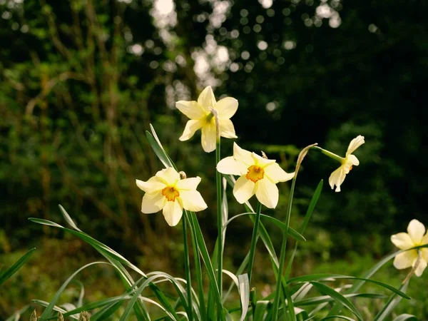 Jonquille Fleurs Narcisse Poussant Dans Parc Boisé Printemps Gros Plan — Photo