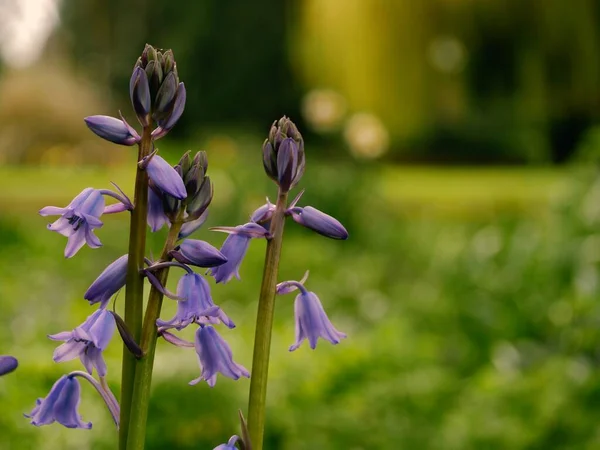 Bluebell Kwiat Pączkowanie Angielski Wiosna Woodland Zbliżenie Strzał Selektywny Ostrość — Zdjęcie stockowe