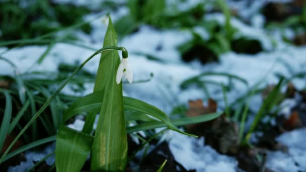 Schneeglöckchen Blüten Galanthus Nivalis Wachsen Winter Schneefall Mittel Shot Selektiver — Stockvideo