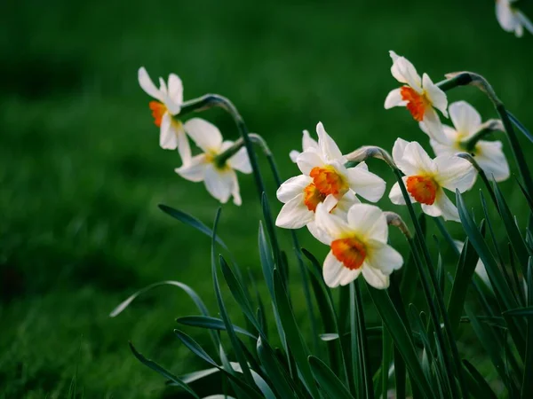 Påsklilja Narcissus Blomma Växer Skogspark Våren Närbild Skott Selektivt Fokus — Stockfoto