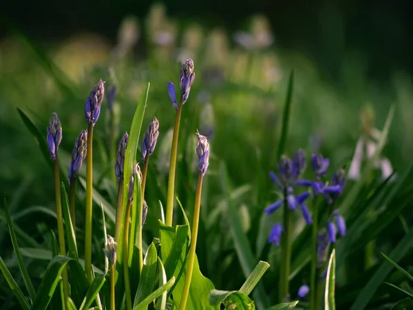 Bluebell Blomma Knoppning Engelska Våren Närbild Selektivt Fokus — Stockfoto