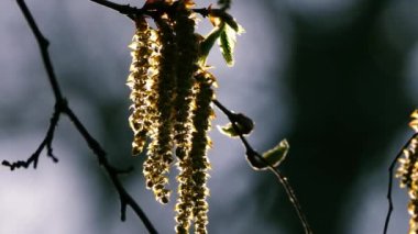 Catkins bahar güneşinde bir ağaca asılır. Yavaş çekimde yakınlaşır, seçici odaklanır.