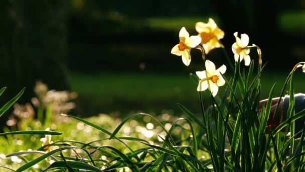 Händerna Leka Med Påsklilja Narcissus Blommor Vid Zoom Slow Motion — Stockvideo