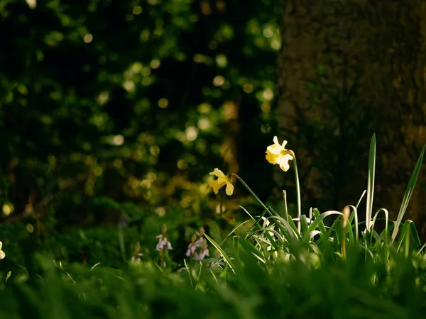 Påsklilja Narcissus Blomma Växer Skogspark Våren Bred Skott Selektivt Fokus — Stockfoto