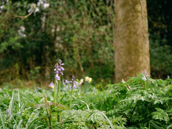 英語の春の森の広いショット選択的フォーカスでブルーベルの花の出芽 — ストック写真