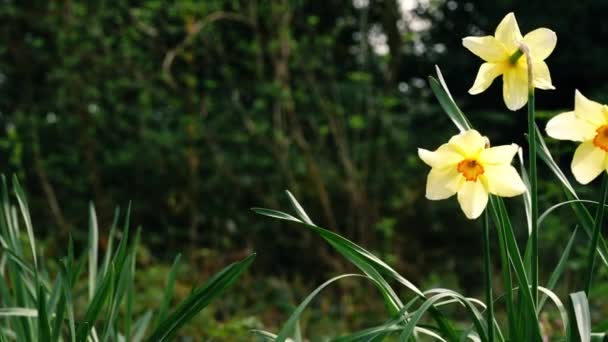 Händerna Leka Med Påsklilja Narcissus Blommor Medium Panorering Slow Motion — Stockvideo
