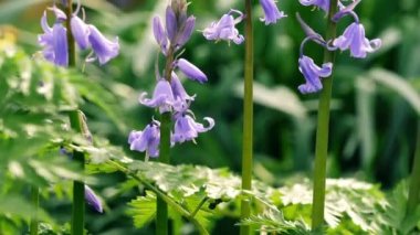 İngiliz ilkbahar ormanlarında BlueBell çiçeği tomurcuklanıyor yakınlaş yakınlaş eğik çekim seçici odak noktası