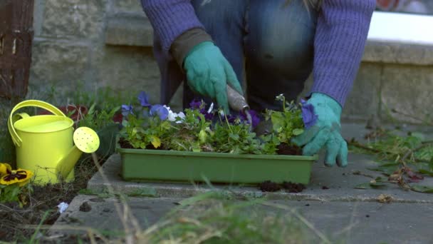 Jardineiro Com Plantas Cama Flores Pansy Médio Câmera Lenta Foco — Vídeo de Stock