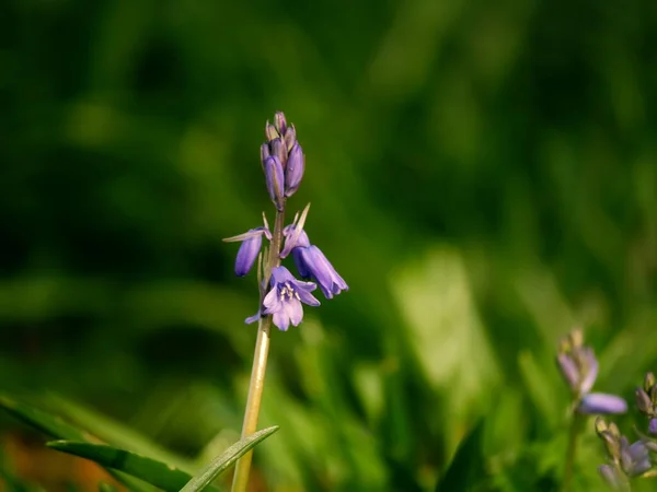 Bluebell Kwiat Pączkowanie Angielski Wiosna Zbliżenie Selektywne Ostrość — Zdjęcie stockowe
