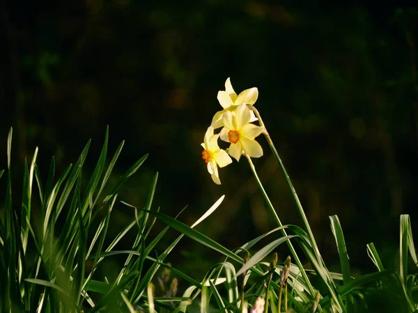 Żonkil Narcyz Kwiat Rośnie Parku Leśnym Wiosną Szeroki Strzał Selektywny — Zdjęcie stockowe