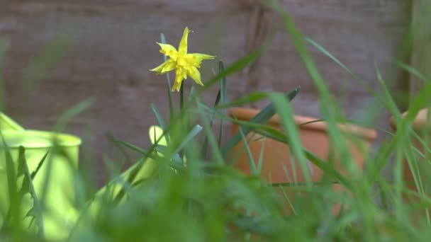 黄色の散水とダフォジルの花は中遅い動きをすることができます4K選択的な焦点 — ストック動画