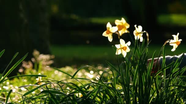 Händerna Leka Med Påsklilja Narcissus Blommor Bred Slow Motion Selektiv — Stockvideo