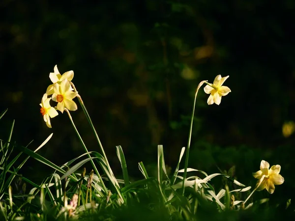 Lkbaharda Woodland Park Yetişen Nergis Narcissus Çiçeği Seçici Bir Odak — Stok fotoğraf