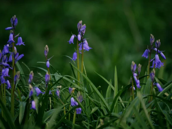英語の春に咲くブルーベルの花中選択的フォーカス — ストック写真