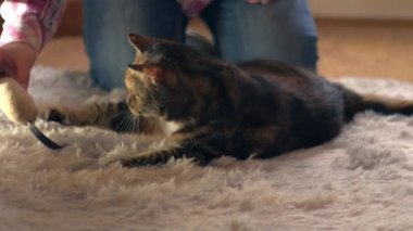 Kedi sahibi kediyle rahat ev halısı üzerinde oynuyor orta boy zoom seçici odaklanma