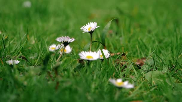 Daisy Kwiat Rośnie Dziko Polu Średni Zoom Strzał Selektywny Ostrość — Wideo stockowe