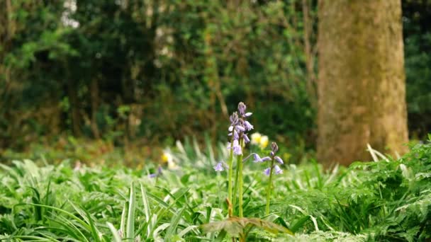 Bluebell Flower Budding English Springtime Woodland Wide Panning Shot Selective — Stock Video