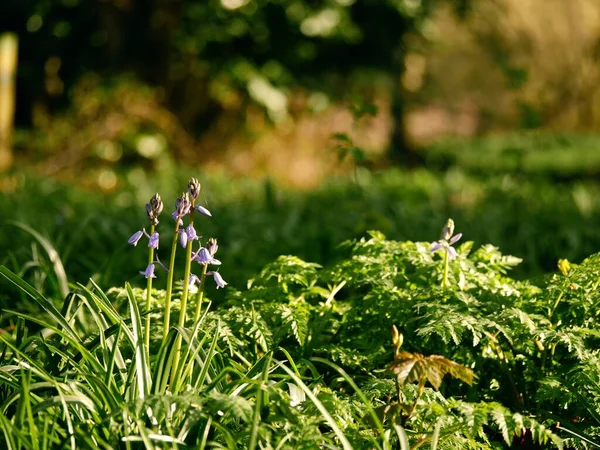 Flor Bluebell Brotando Inglês Primavera Médio Floresta Foco Seletivo — Fotografia de Stock