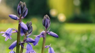 İngiliz ilkbaharında BlueBell çiçeği tomurcuklanıyor. Yakınlaş, yavaş çekim seçici odak noktası