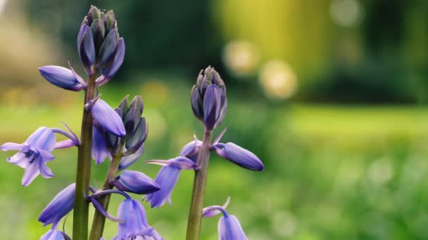 Bluebell Flower Budding English Springtime Close Zoom Slow Motion Selective — стоковое видео