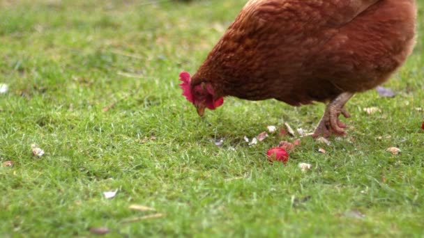 Free Range Hen Farmyard Pecking Food Slow Motion Shot Selective — Stok video