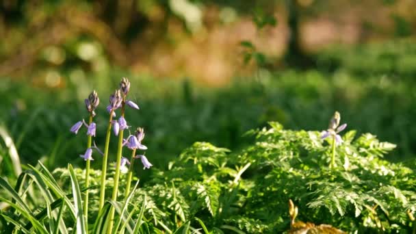 Bluebell Flower Budding English Spring Woodland Wide Zoom Shot Selective — стоковое видео
