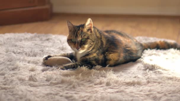 Calico Кошка Игрушкой Мыши Уютном Домашнем Ковре Среднего Выстрела Селективный — стоковое видео