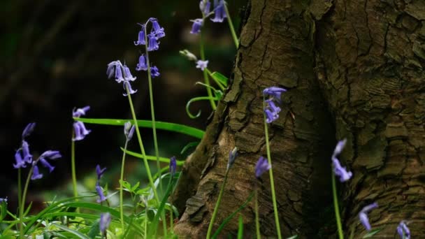 Bluebell Flower Budding English Spring Woodland Wide Shot Selective Focus — стоковое видео