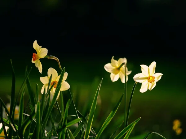 春の森林公園で成長するダフォジル ナルキッソスの花ワイドショット選択的フォーカス — ストック写真