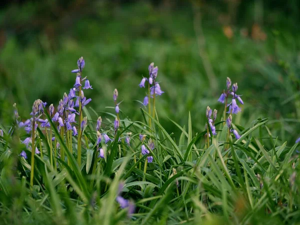 Ngiliz Ilkbaharında Bluebell Çiçeği Tomurcuklanması Yavaş Çekim Seçici Odağı Kapat — Stok fotoğraf
